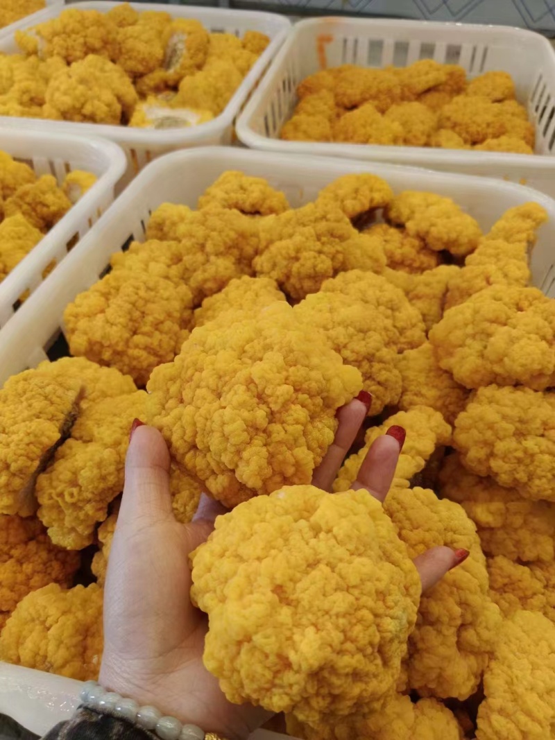 平价金耳菌鲜品