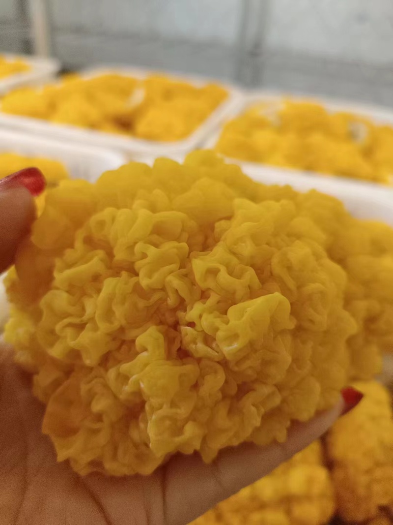 平价金耳菌鲜品