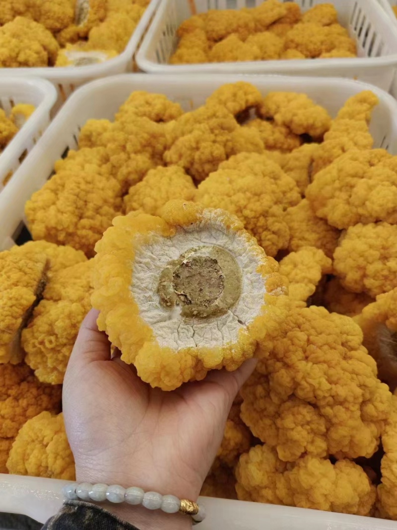 平价金耳菌鲜品