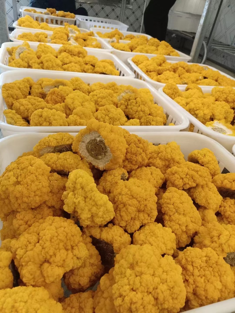 平价金耳菌鲜品