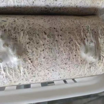 金耳菌菌棒