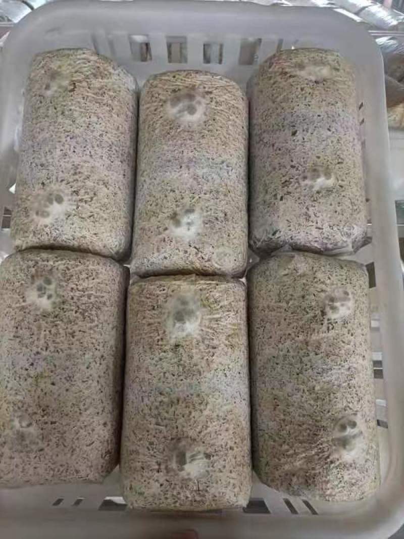 金耳菌菌棒