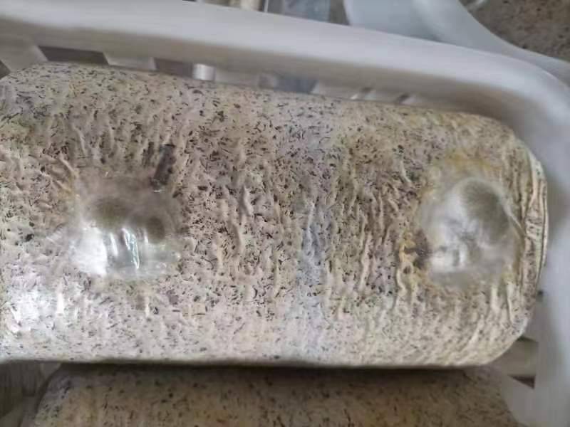 金耳菌菌棒
