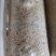 金耳菌菌棒