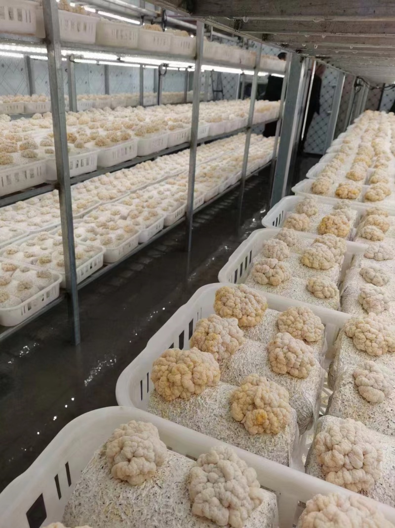金耳菌菌棒