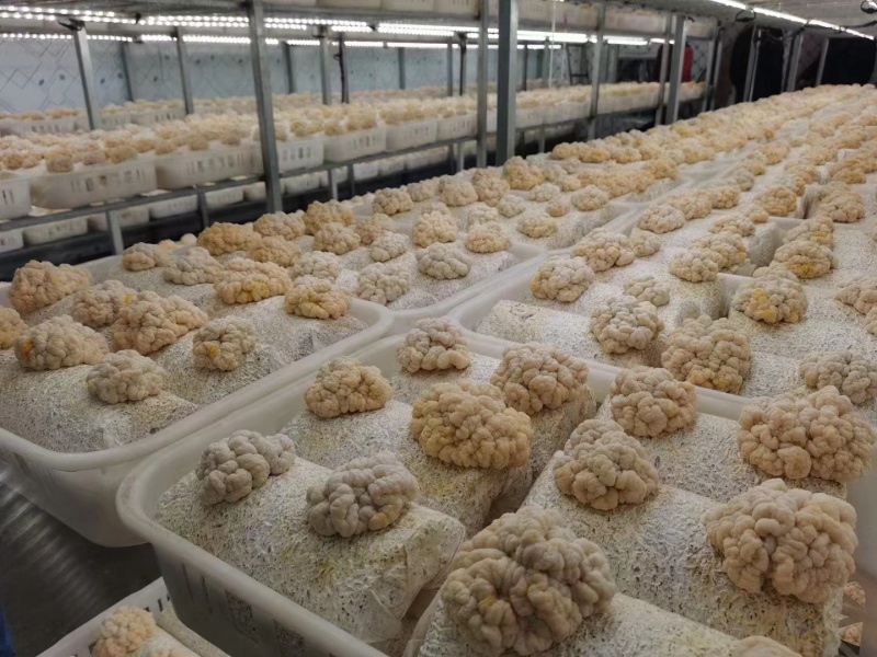 金耳菌菌棒