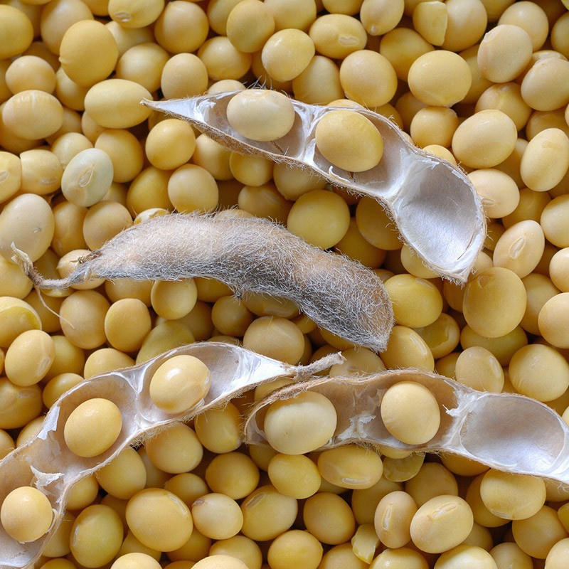 菏豆23号黄豆种子高产大豆种子鲁审非转基因10斤