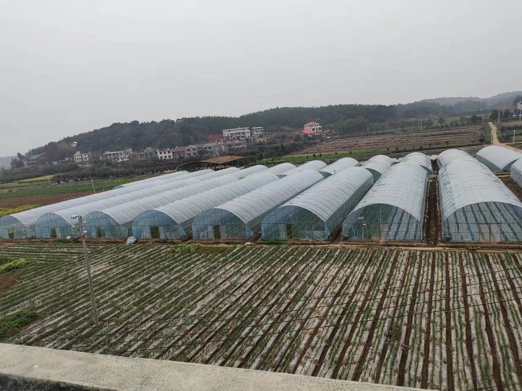 红蒜田间种植图