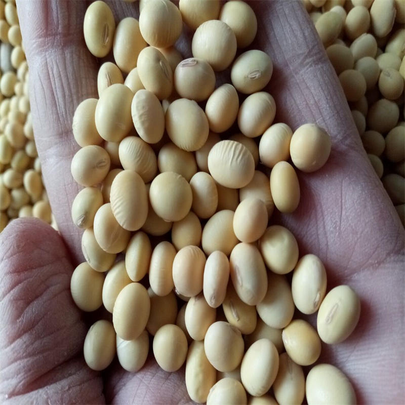 菏豆12号黄豆种子高产大豆种子鲁审非转基因20斤