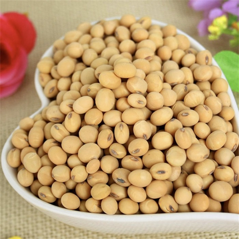 菏豆12号黄豆种子高产大豆种子鲁审非转基因20斤