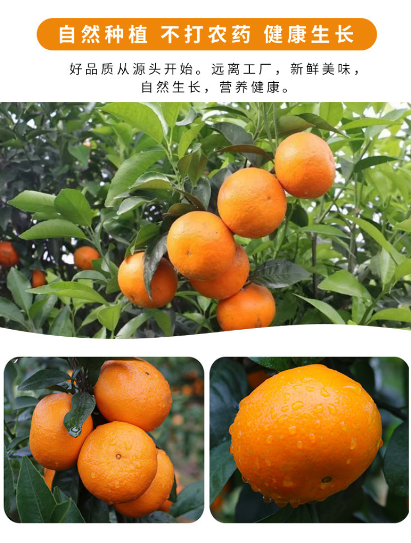 正宗德保精选沃柑一口爆汁酸甜可口