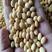 中黄37黄豆种子抗倒伏高产高蛋白大豆种子春夏旱黄豆种子