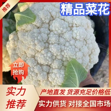 【推荐】花菜菜花精品80小米有机花花面白根平欢迎采购