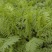 沙打旺种子多年生牧草种子防沙固土护坡草耐寒耐旱盐碱草籽