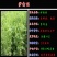 沙打旺种子多年生牧草种子防沙固土护坡草耐寒耐旱盐碱草籽