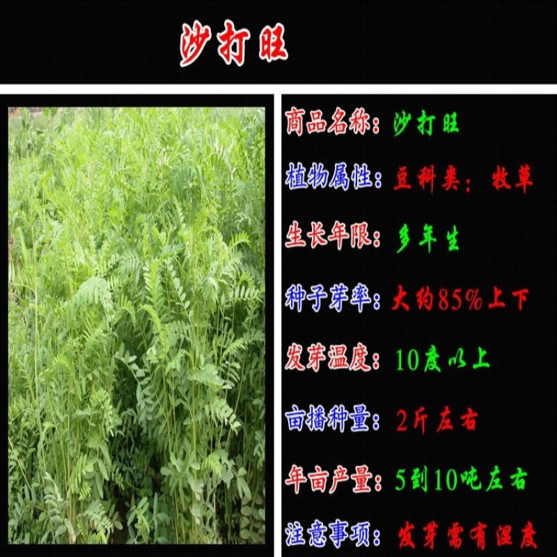 沙打旺种子多年生牧草种子防沙固土护坡草耐寒耐旱盐碱草籽