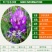 沙打旺种子多年生牧草种子防沙固土护坡草耐寒耐旱盐碱草籽