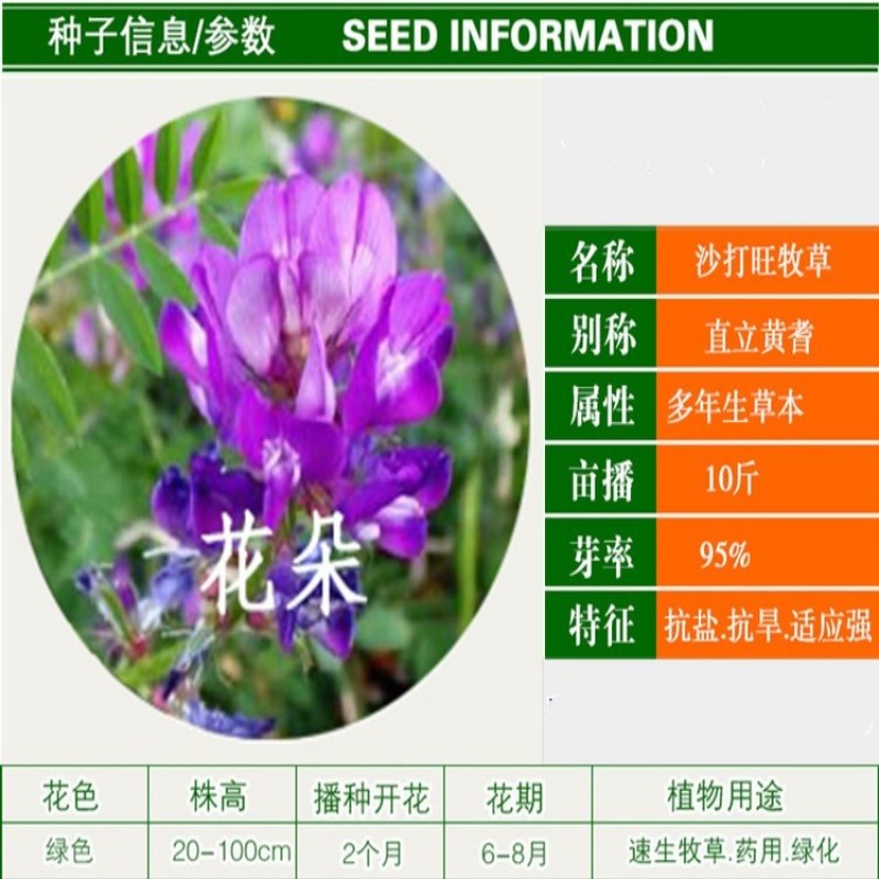 沙打旺种子多年生牧草种子防沙固土护坡草耐寒耐旱盐碱草籽