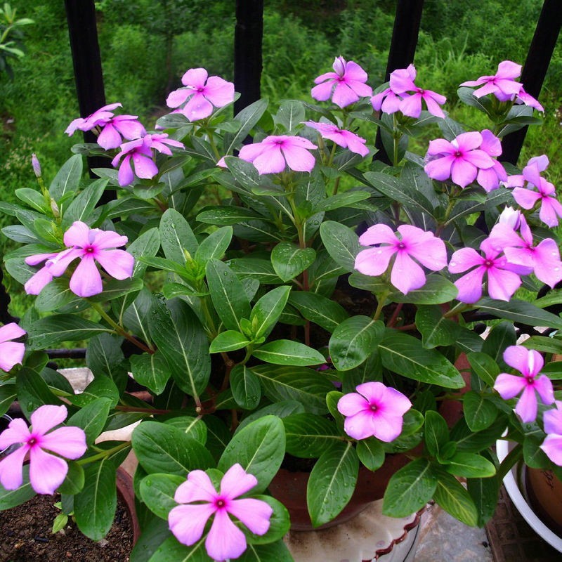 长春花种子花种籽籽四季播种开花阳台盆栽庭院种孑土春粉黛子