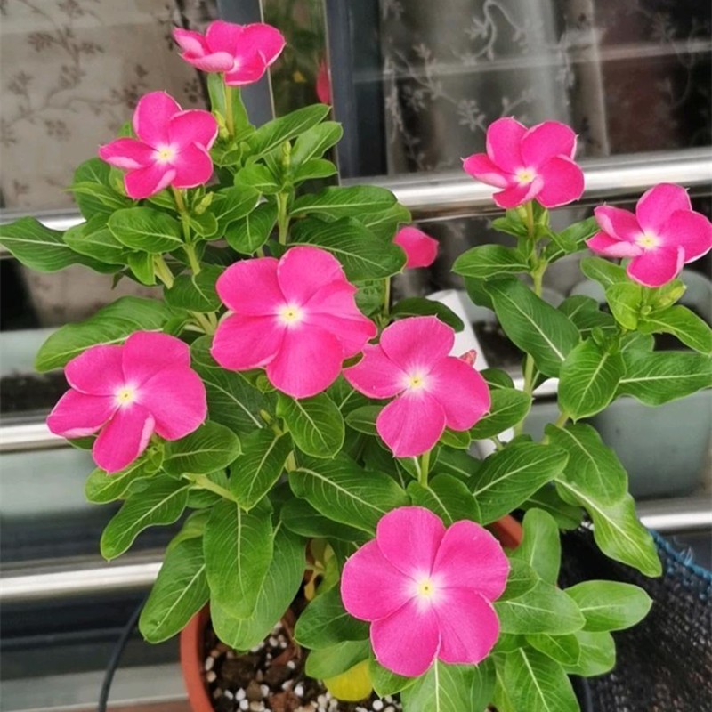 长春花种子花种籽籽四季播种开花阳台盆栽庭院种孑土春粉黛子