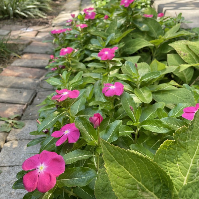 长春花种子花种籽籽四季播种开花阳台盆栽庭院种孑土春粉黛子