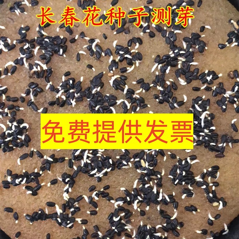 长春花种子花种籽籽四季播种开花阳台盆栽庭院种孑土春粉黛子