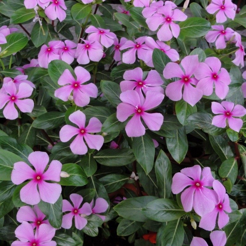 长春花种子花种籽籽四季播种开花阳台盆栽庭院种孑土春粉黛子
