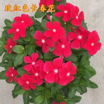 长春花种子花种籽籽四季播种开花阳台盆栽庭院种孑土春粉黛子