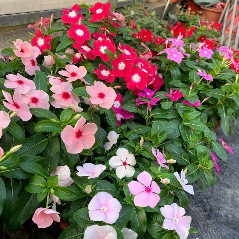 长春花种子花种籽籽四季播种开花阳台盆栽庭院种孑土春粉黛子