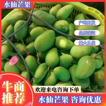 海南三亚热带芒果水仙芒，以上市，核薄水分多，不上火