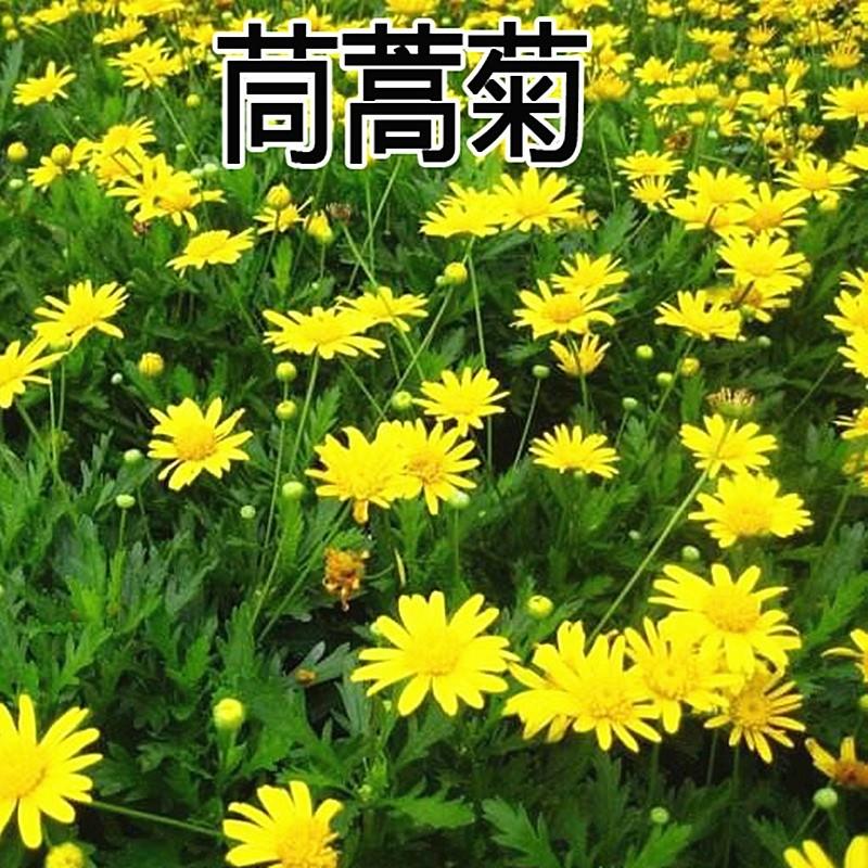 茼蒿菊种子木茼蒿多年生宿根花卉种子木春菊种子景观花海易播