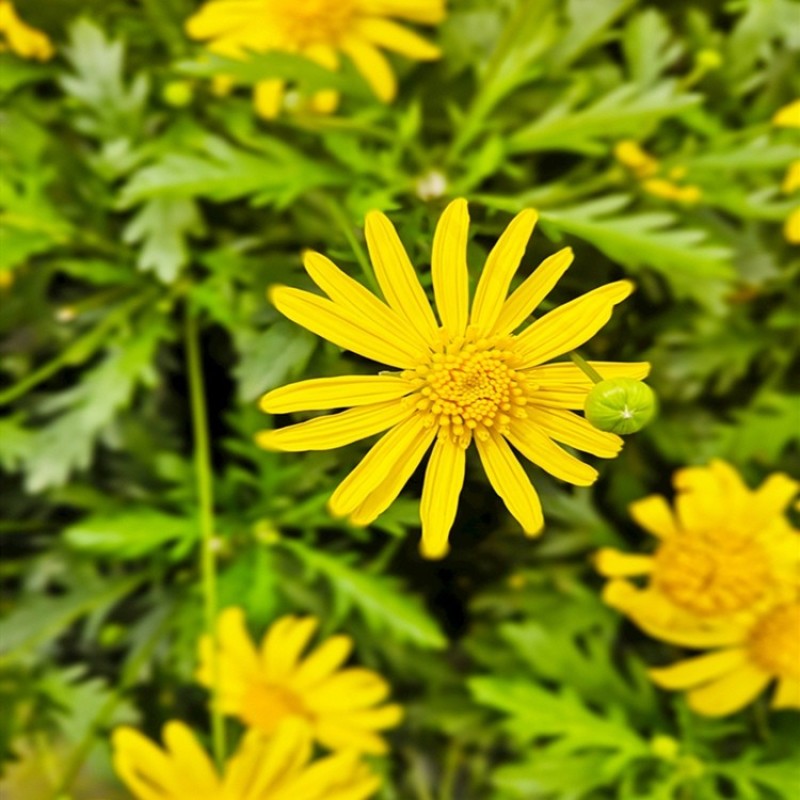 茼蒿菊种子木茼蒿多年生宿根花卉种子木春菊种子景观花海易播
