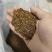 茼蒿菊种子木茼蒿多年生宿根花卉种子木春菊种子景观花海易播