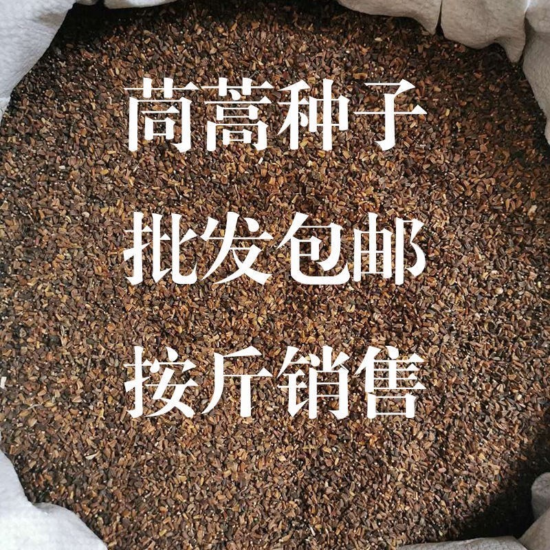 茼蒿菊种子木茼蒿多年生宿根花卉种子木春菊种子景观花海易播