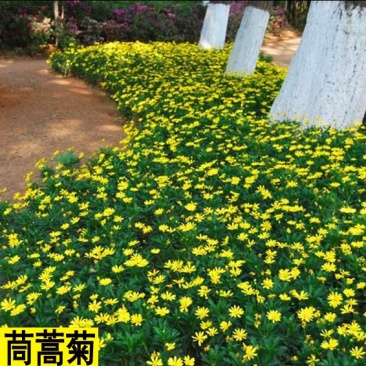 茼蒿菊种子木茼蒿多年生宿根花卉种子木春菊种子景观花海易播