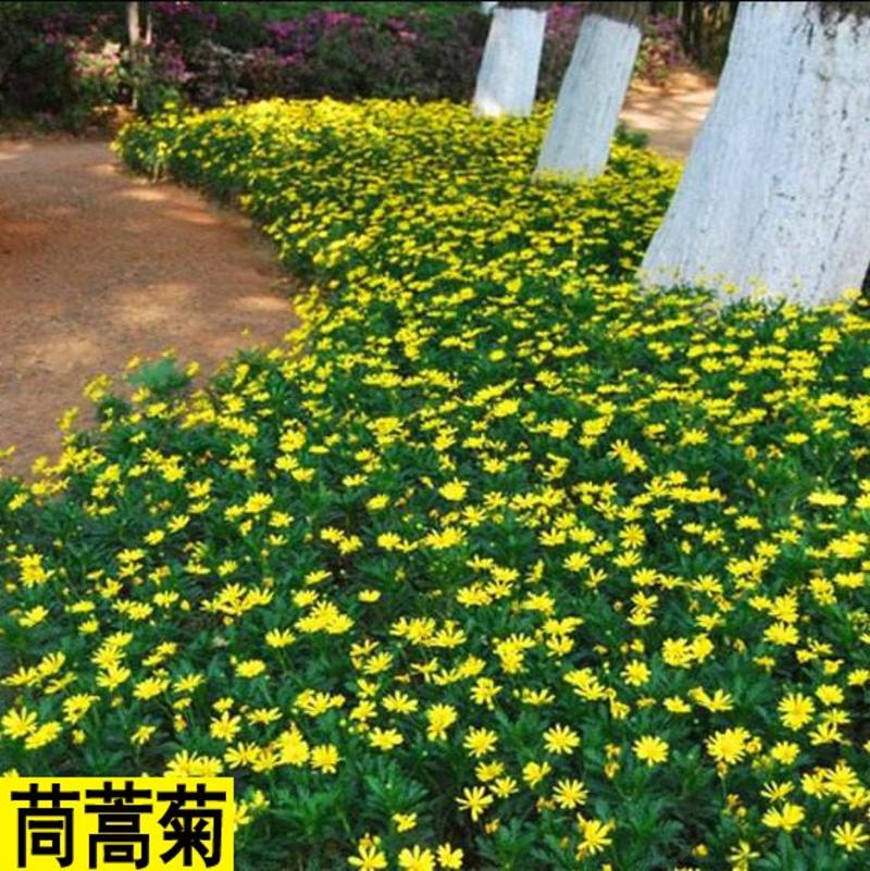 茼蒿菊种子木茼蒿多年生宿根花卉种子木春菊种子景观花海易播