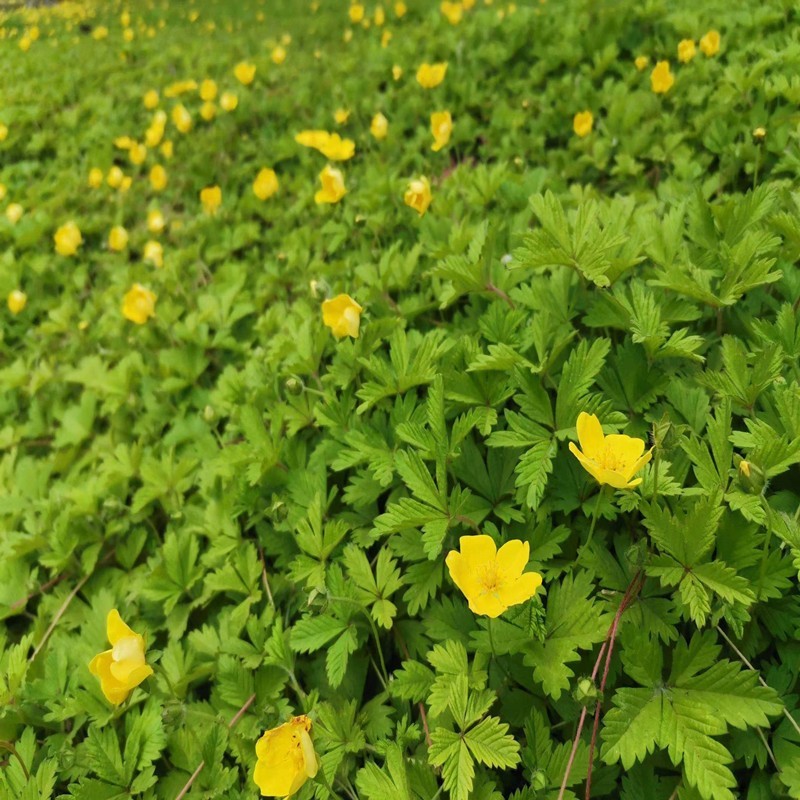 委陵菜种子白头翁种籽蛤蟆草庭院多年生景观地被植物耐寒耐阴
