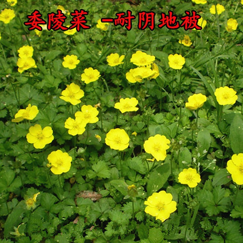 委陵菜种子白头翁种籽蛤蟆草庭院多年生景观地被植物耐寒耐阴