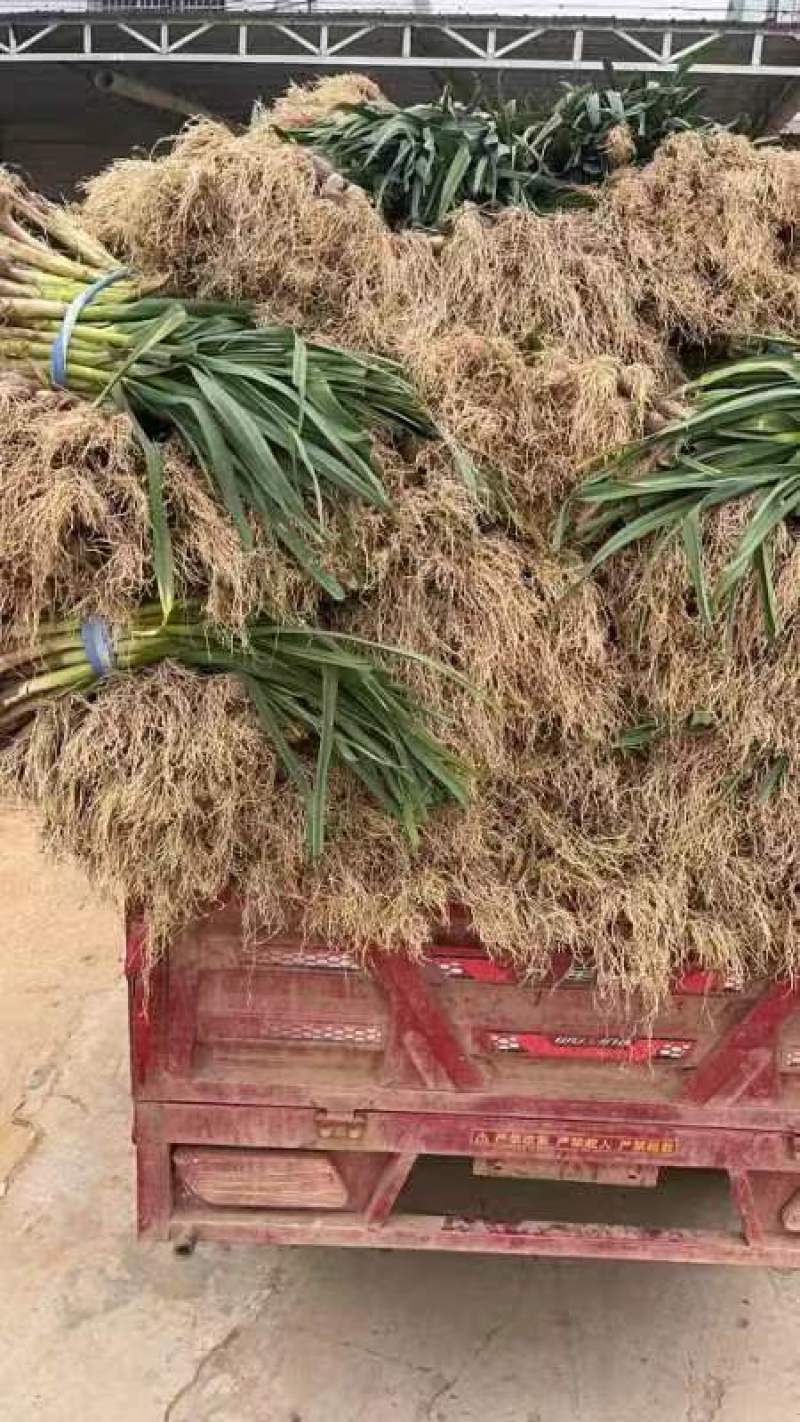 湖北天门精品红根蒜苗货源稳定产地一手货源全国发货