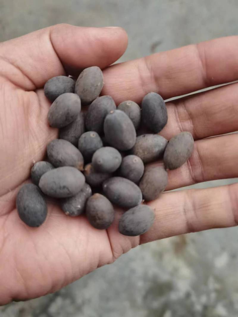 莲子壳莲子铁莲子石莲子欢迎视频看货，电话联系