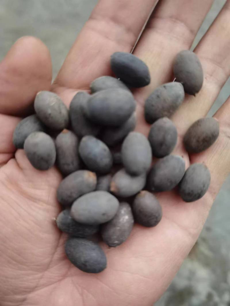 莲子壳莲子铁莲子石莲子欢迎视频看货，电话联系