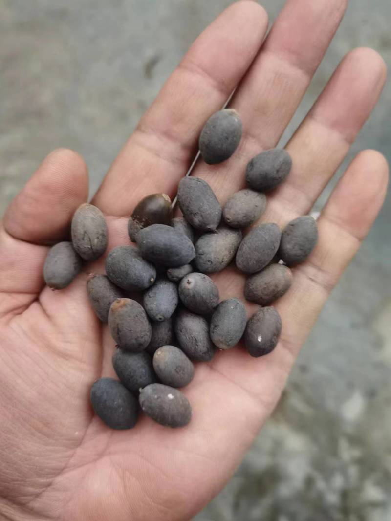 莲子壳莲子铁莲子石莲子欢迎视频看货，电话联系