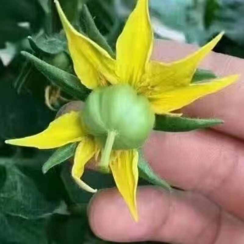 瓜果之恋促进花芽分化增强各种瓜果蔬菜座果保花保果增多花粉