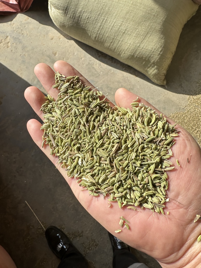 【小茴香】甘肃基地发货调味品小茴香品质好价格优
