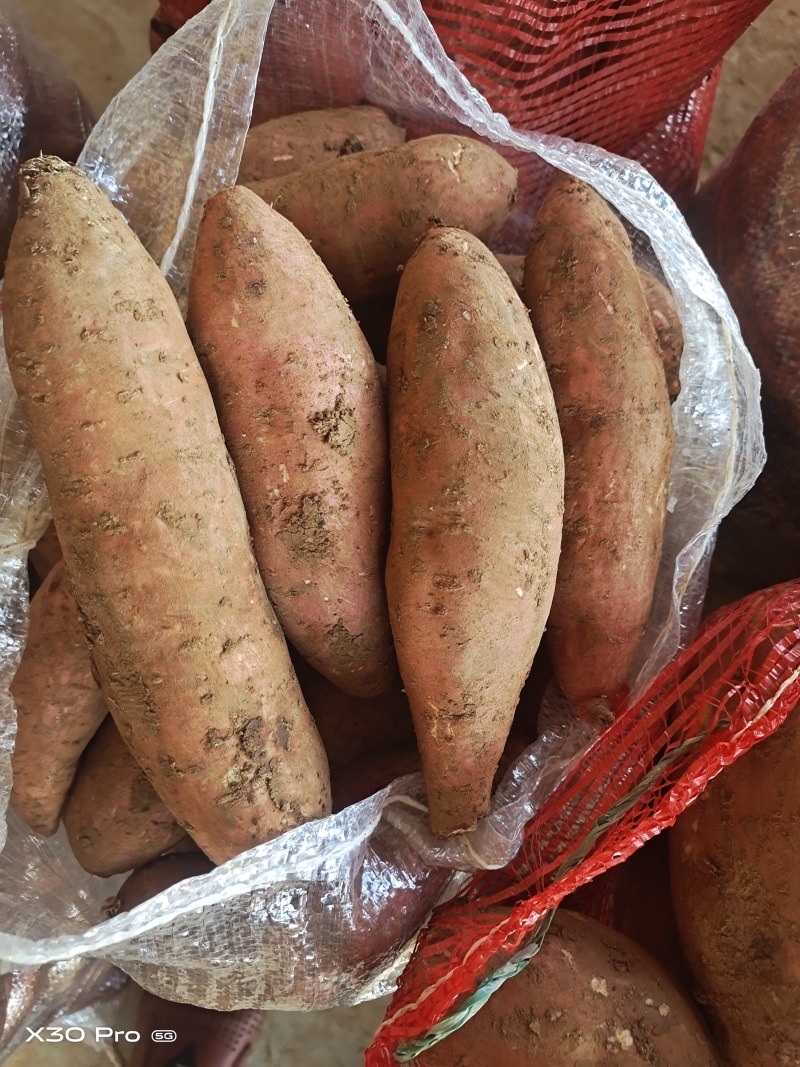 【实力供货】龙薯湖北精品龙薯九号万亩基地持续供应