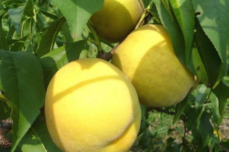 黄桃树苗；锦绣黄桃，口感香甜，，好管理，产量高了-技术指