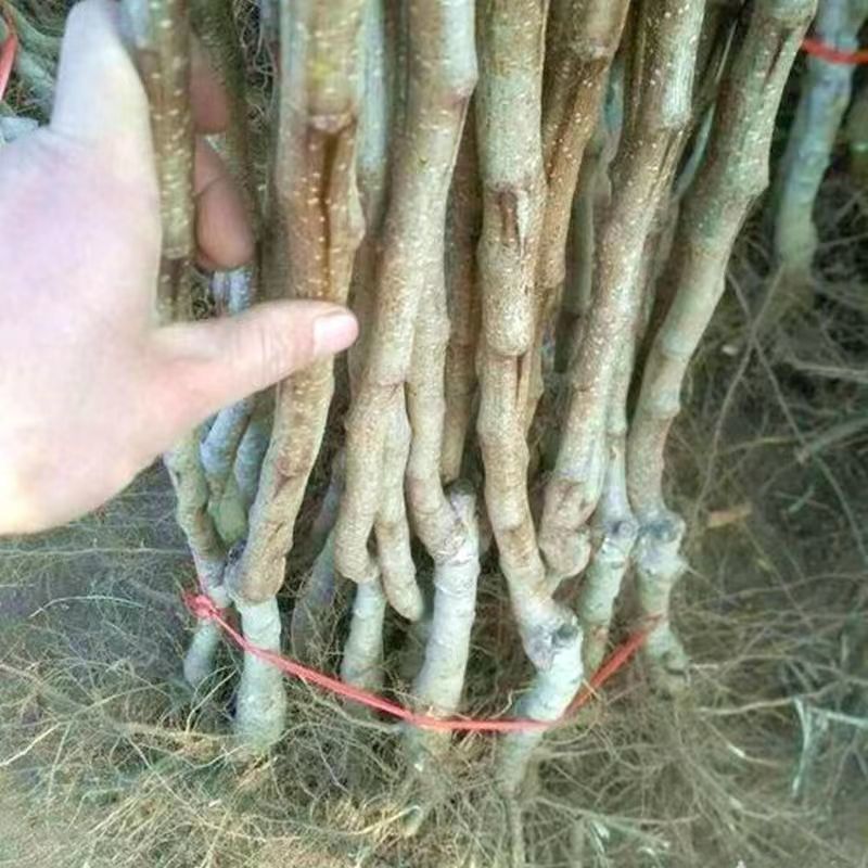 山楂树苗黄山楂苗口感甜中带点酸个头中得包邮