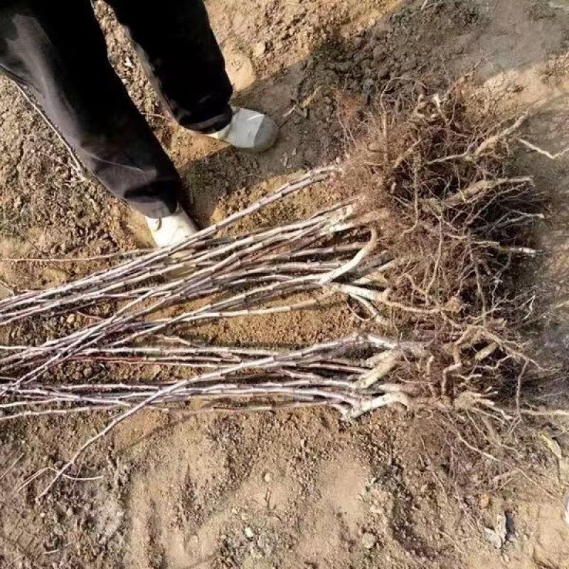 山楂树苗黄山楂苗口感甜中带点酸个头中得包邮