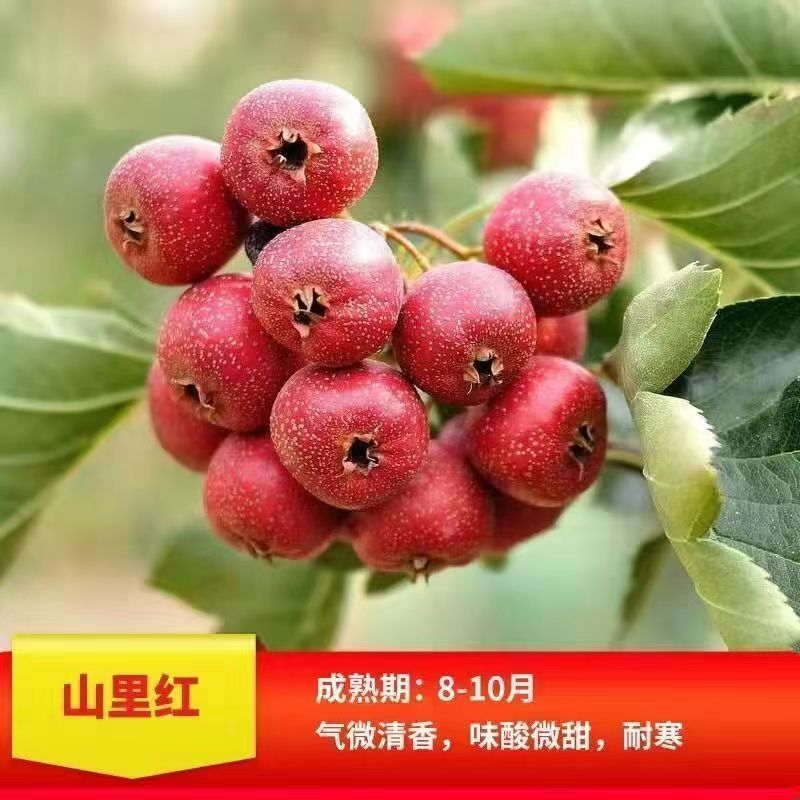 山楂树苗黄山楂苗口感甜中带点酸个头中得包邮