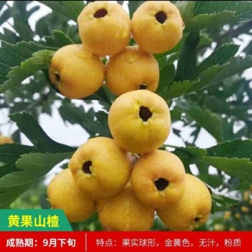 山楂树苗黄山楂苗口感甜中带点酸个头中得包邮
